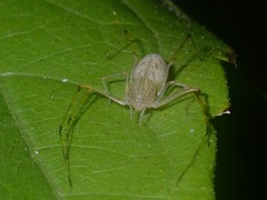 Scytodes pallida