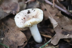 Russula risigallina