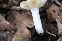 Russula risigallina