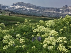 Ligusticum filicinum