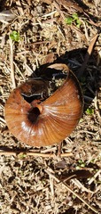 Powelliphanta