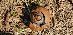 Powelliphanta