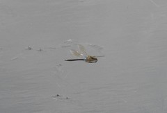 Anax parthenope julius