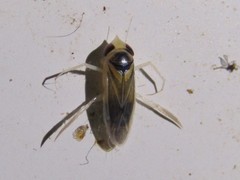 Ramphocorixa acuminata