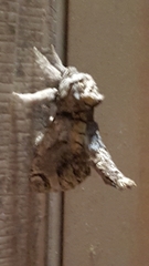 Inguromorpha polybia