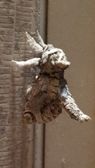 Inguromorpha polybia