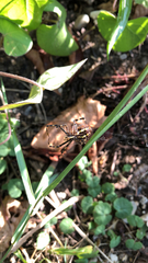 Argiope bruennichi