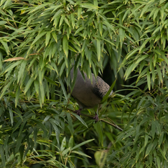 Streptopelia orientalis