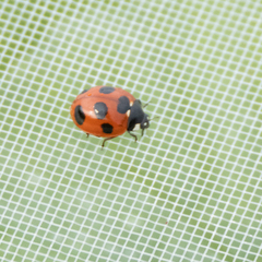 Coccinella septempunctata