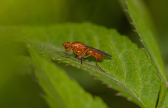 Psila fimetaria