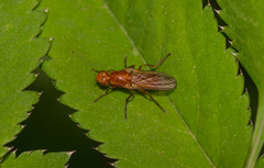 Psila fimetaria