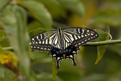 Papilio xuthus