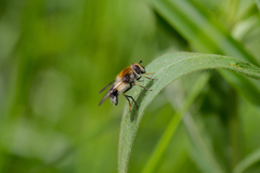 Leucozona lucorum