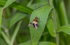 Leucozona lucorum