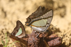 Polyura eudamippus