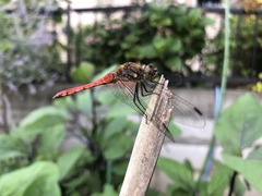Sympetrum frequens