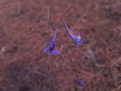 Delphinium consolida
