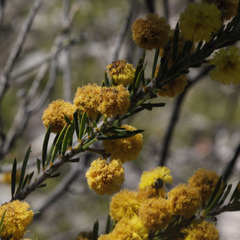 Acacia torringtonensis