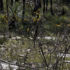 Acacia torringtonensis