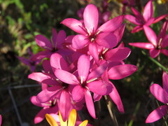 Hesperantha pauciflora