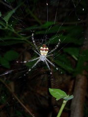 Argiope intricata