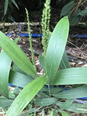 Setaria palmifolia