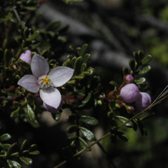 Boronia microphylla