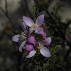 Boronia microphylla