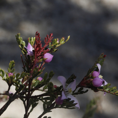 Boronia microphylla