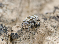 Pseudomogrus dalaensis