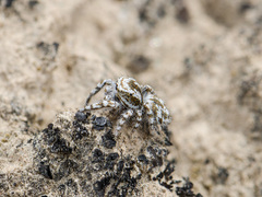 Pseudomogrus dalaensis