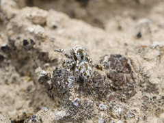 Pseudomogrus dalaensis