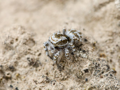 Pseudomogrus dalaensis