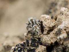 Pseudomogrus dalaensis