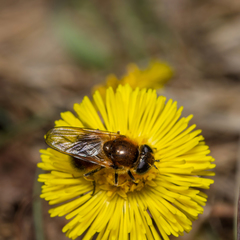 Cheilosia grossa