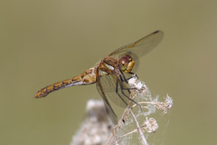 Sympetrum madidum