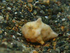 Tuberculated Frogfish photo 2