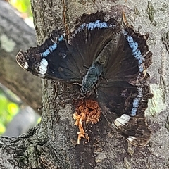 Kaniska canace nojaponicum