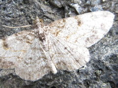 Protoboarmia simpliciaria