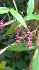Vincetoxicum oshimae