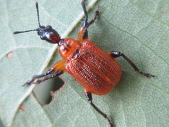 Apoderus