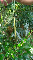 Vincetoxicum oshimae