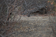 Pternistis natalensis