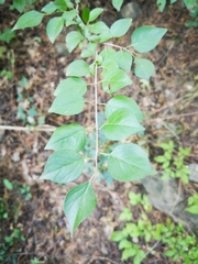Rhamnus arguta