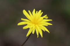 Microseris walteri