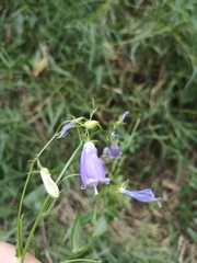 Adenophora polyantha