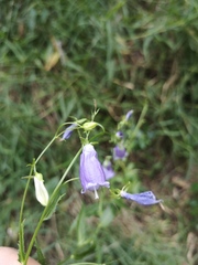 Adenophora polyantha