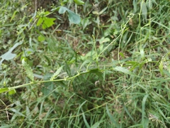 Adenophora polyantha