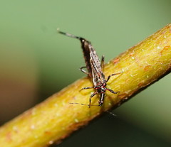 Idolothrips spectrum