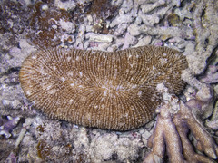 Ctenactis